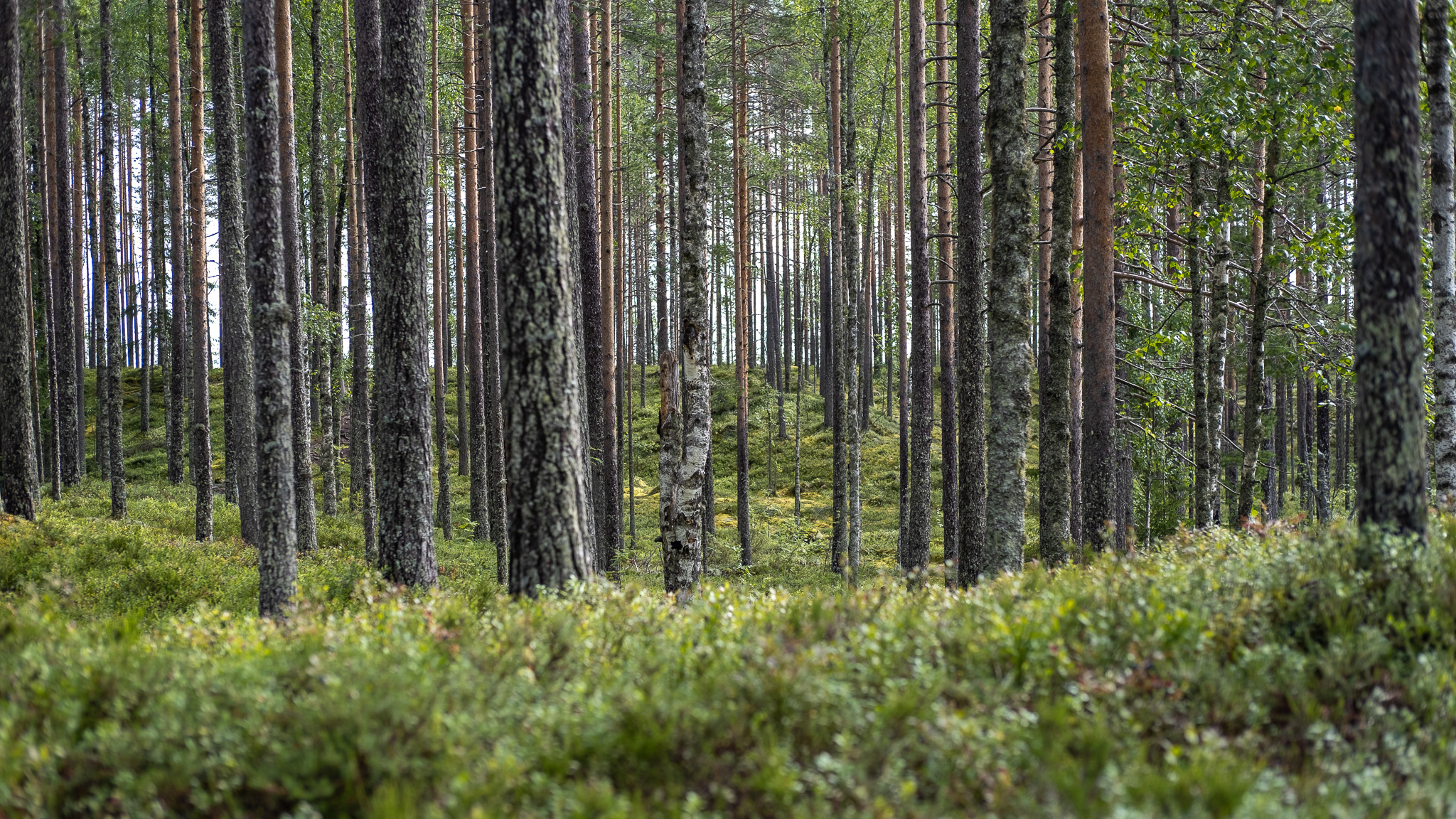 #102 Vor lauter Bäumen